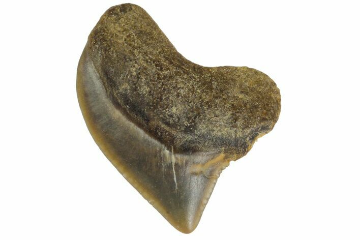 Fossil Crow Shark (Squalicorax) Tooth - Texas #164665